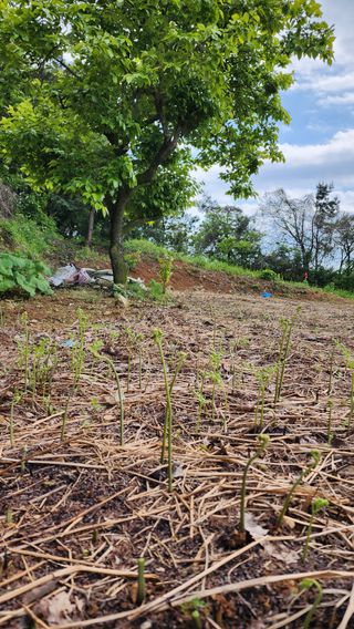 강성심님의 자유주제 · 자유게시판 작성글 사진