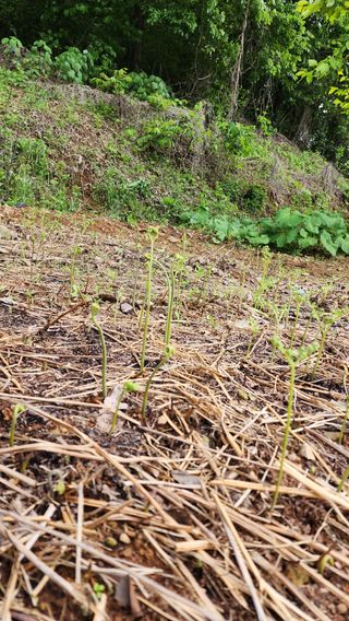 강성심님의 자유주제 · 자유게시판 작성글 사진