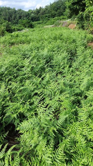 강성심님의 자유주제 · 자유게시판 작성글 사진