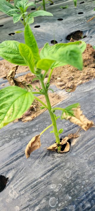 이태희님의 참깨 · 병해충상담 작성글 사진