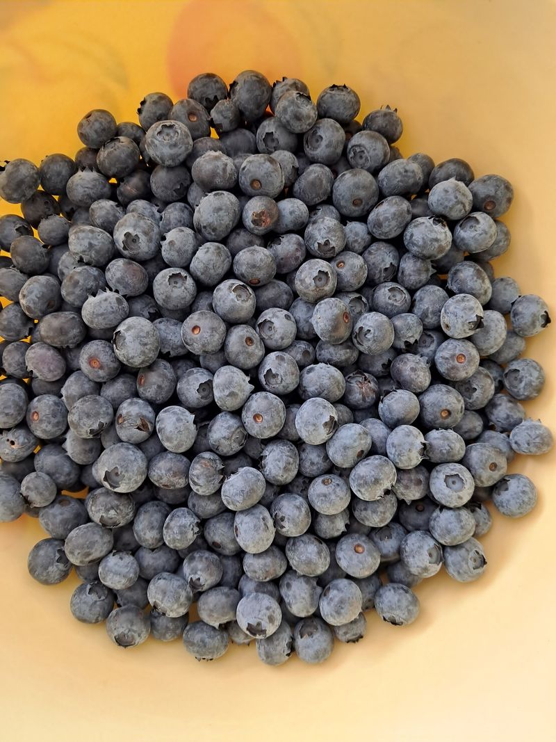 임기석님의 장터 판매 상품 [블루베리판매] 첨부 사진