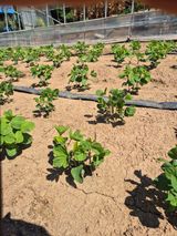 팜모닝 콩·병해충상담 게시글 이미지