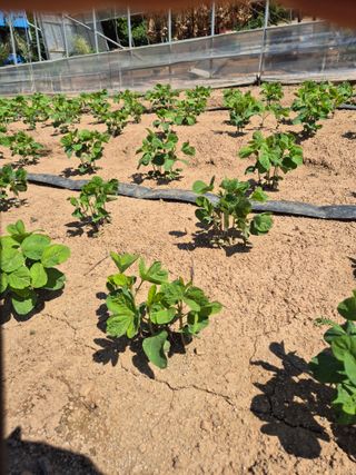 덕열님의 콩 · 병해충상담 작성글 사진