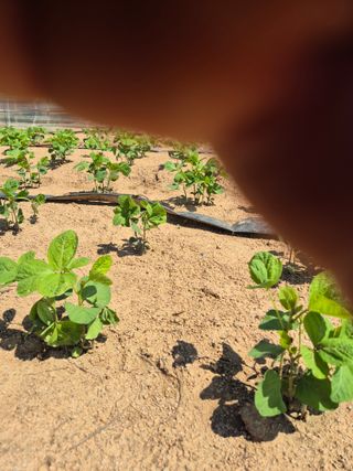 덕열님의 콩 · 병해충상담 작성글 사진