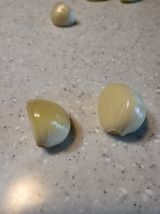 팜모닝 마늘·병해충상담 게시글 이미지