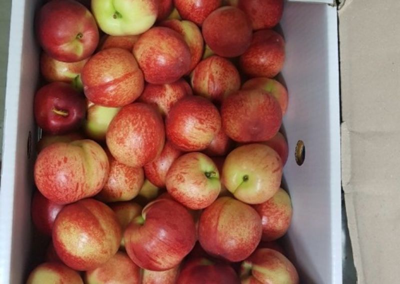 프레셔스님의 장터 판매 상품 [신비복숭아 5키로] 첨부 사진