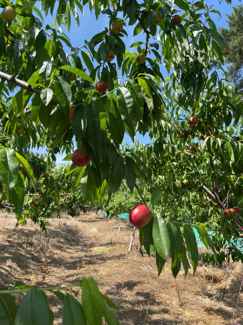 프레셔스님의 장터 판매 상품 [신비복숭아 5키로] 첨부 사진