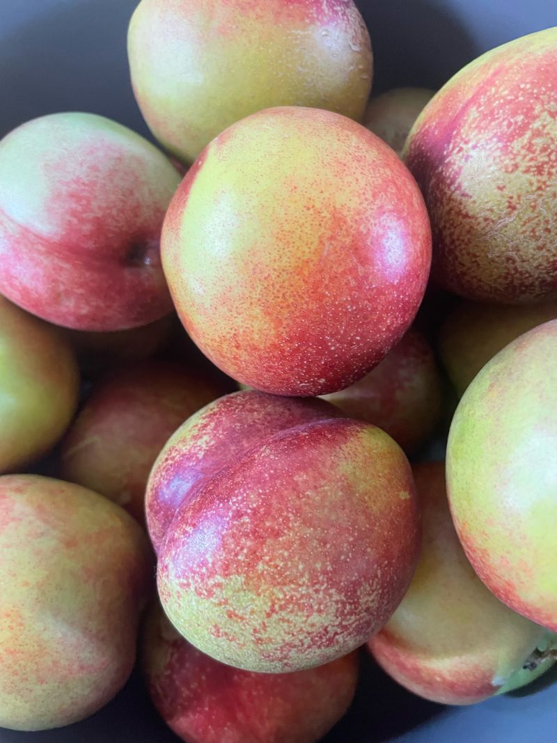 프레셔스님의 장터 판매 상품 [신비복숭아 5키로] 첨부 사진