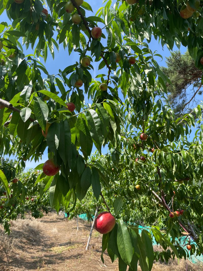 프레셔스님의 장터 판매 상품 [신비복숭아 5키로] 첨부 사진