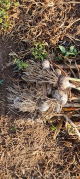 팜모닝 마늘·영농일지 게시글 이미지