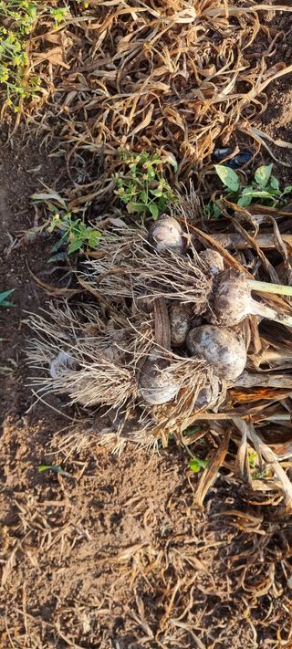 참깨12426님의 마늘 · 영농일지 작성글 사진