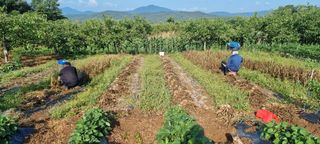 참깨12426님의 마늘 · 영농일지 작성글 사진