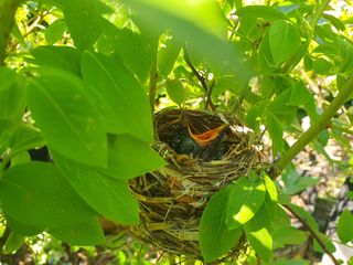 심재연님의 블루베리 · 영농일지 작성글 사진