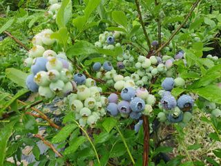 심재연님의 블루베리 · 영농일지 작성글 사진