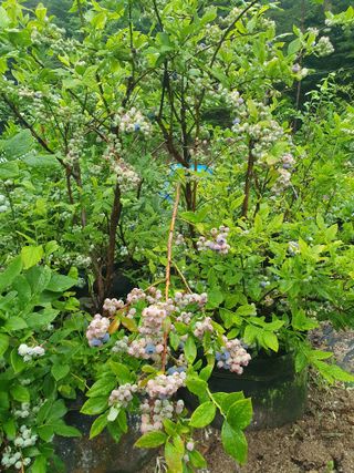 심재연님의 블루베리 · 영농일지 작성글 사진