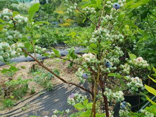 심재연님의 블루베리 · 영농일지 작성글 사진