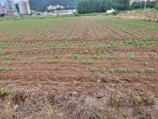 김태영농기계님의 콩 · 영농일지 작성글 사진