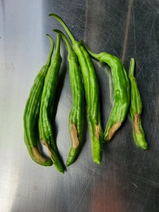 라온뜨락님의 고추 · 병해충상담 작성글 사진