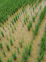 팜모닝 벼·병해충상담 게시글 이미지