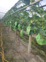 팜모닝 👩🏻‍🌾7월 농작업 계획·참여글 게시글 이미지