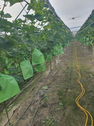 문순이님의 👩🏻‍🌾7월 농작업 계획 · 참여글 작성글 사진