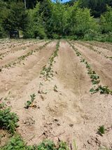 팜모닝 고구마·영농일지 게시글 이미지