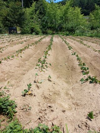 공주카페무릉농원님의 고구마 · 영농일지 작성글 사진