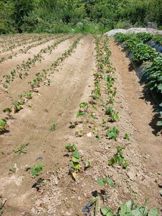 공주카페무릉농원님의 고구마 · 영농일지 작성글 사진