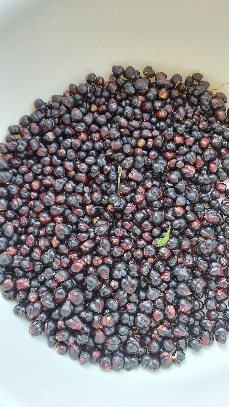 박신영님의 장터 판매 상품 [재래종 참나리꽃 씨앗(주아)] 첨부 사진