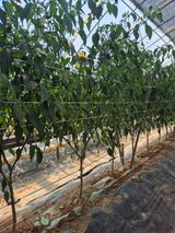 팜모닝 고추·병해충상담 게시글 이미지