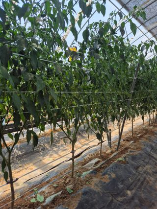 덕열님의 고추 · 병해충상담 작성글 사진