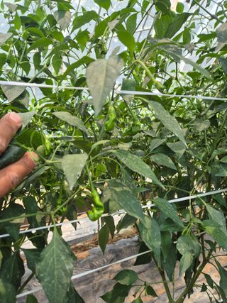 덕열님의 고추 · 병해충상담 작성글 사진