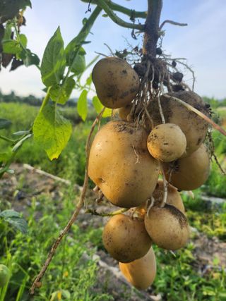 천지창조님의 👩🏻‍🌾7월 농작업 계획 · 참여글 작성글 사진
