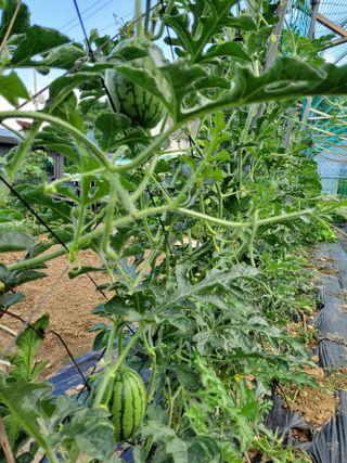 약초꾼님의 자유주제 · 자유게시판 작성글 사진