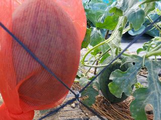 약초꾼님의 자유주제 · 자유게시판 작성글 사진