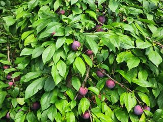 조용오님의 자두 · 영농일지 작성글 사진