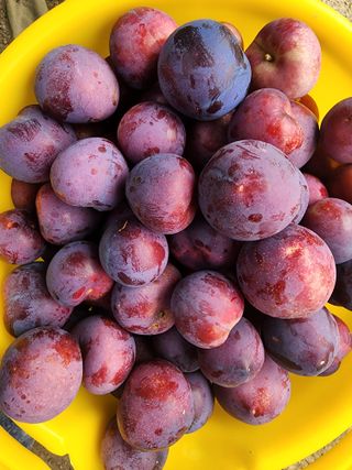 조용오님의 자두 · 영농일지 작성글 사진