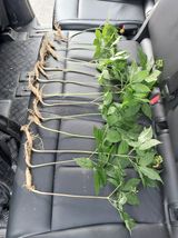 팜모닝 기타작물·영농일지 게시글 이미지