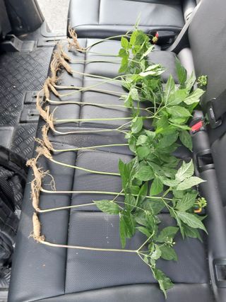 예초기 칼날님의 기타작물 · 영농일지 작성글 사진