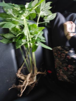 예초기 칼날님의 기타작물 · 영농일지 작성글 사진