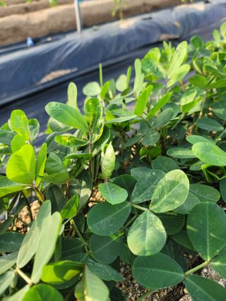 민정님의 콩 · 병해충상담 작성글 사진