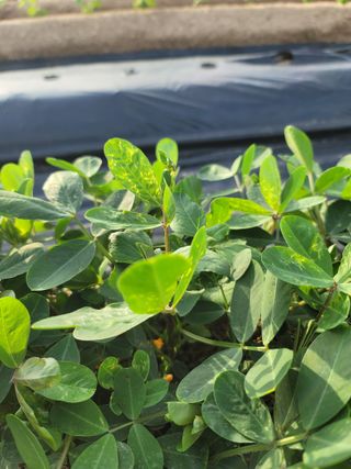 민정님의 콩 · 병해충상담 작성글 사진