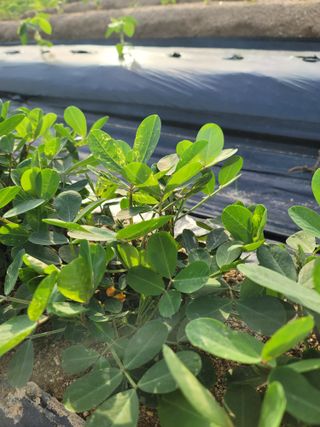 민정님의 콩 · 병해충상담 작성글 사진