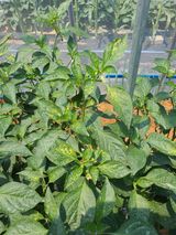 팜모닝 고추·병해충상담 게시글 이미지