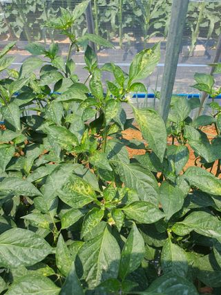 이용순님의 고추 · 병해충상담 작성글 사진