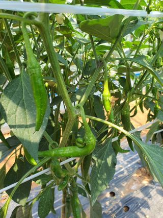 이용순님의 고추 · 병해충상담 작성글 사진