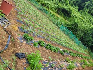 이의도님의 콩 · 영농일지 작성글 사진