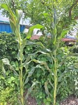 팜모닝 농사, 무엇이든 물어보세요!·참여글 게시글 이미지