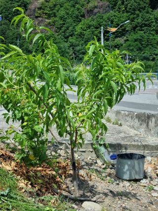 김용대님의 자유주제 · 자유게시판 작성글 사진