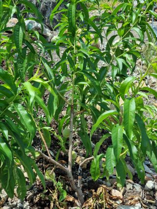 김용대님의 자유주제 · 자유게시판 작성글 사진